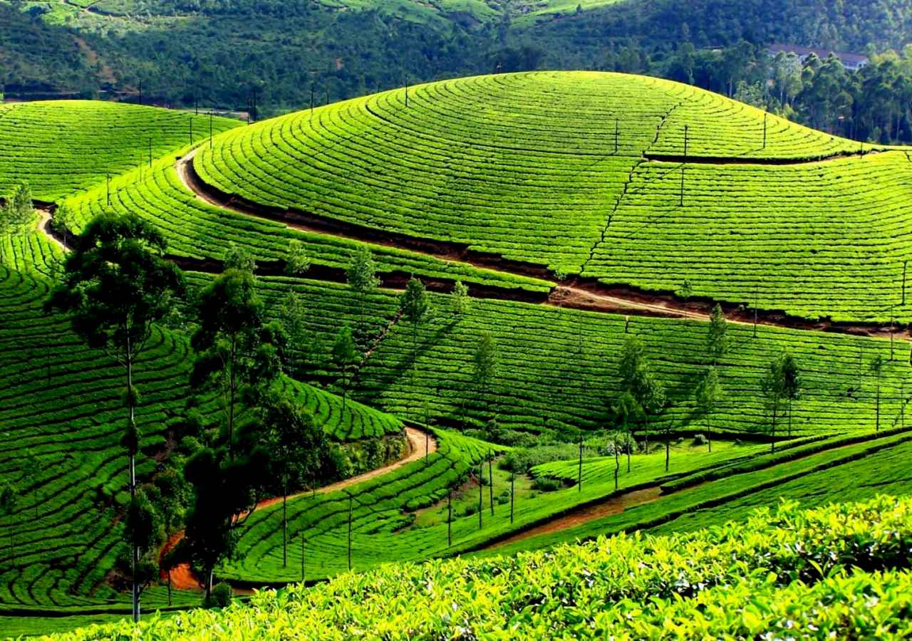Mộc Châu có nhiều lợi thế phát triển du lịch